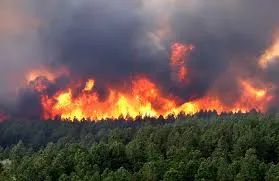Incendio bosque, como indicación de uno de los males que nos asolan en la actualidad