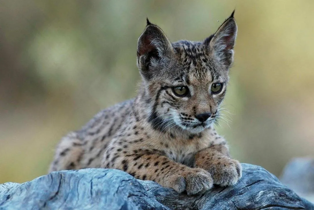 Cachorro de lince, programa protección del lince en España