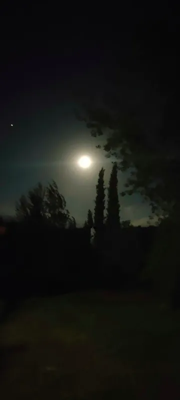 Foto de noche donde se pueden ver dos cipreses con la luna al fondo.