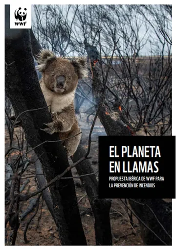 Foto de portada de un informe sobre incendios. Se ve un Koala en medio de un bosque quemado.