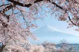Primavera en Japón. Fiesta de la floración del cerezo.