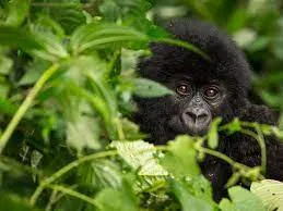 Gorila escondido en la maleza