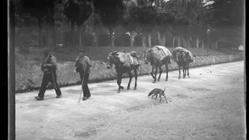 Foto antigua de unos arrieros con sus mulas