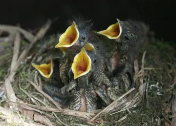 Nido de pájaros esperando a su madre hambrientos