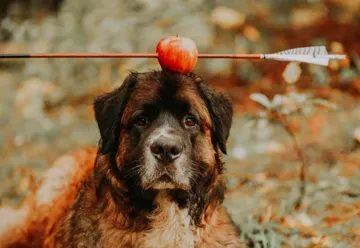 Foto para ilustración del artículo. Perro con una manzana en la cabeza atravesada por una flecha de arco.