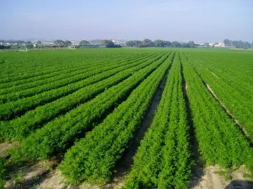 Foto de un campo cultivado