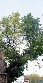 Moral situado en la plaza de Daroca de Rioja. mEs un arbol centenario y está en el catálogo de árboles protegidos en esta Comunidad.