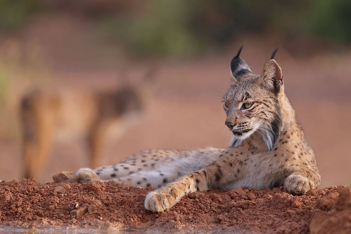 Lince descansando, Andalucia