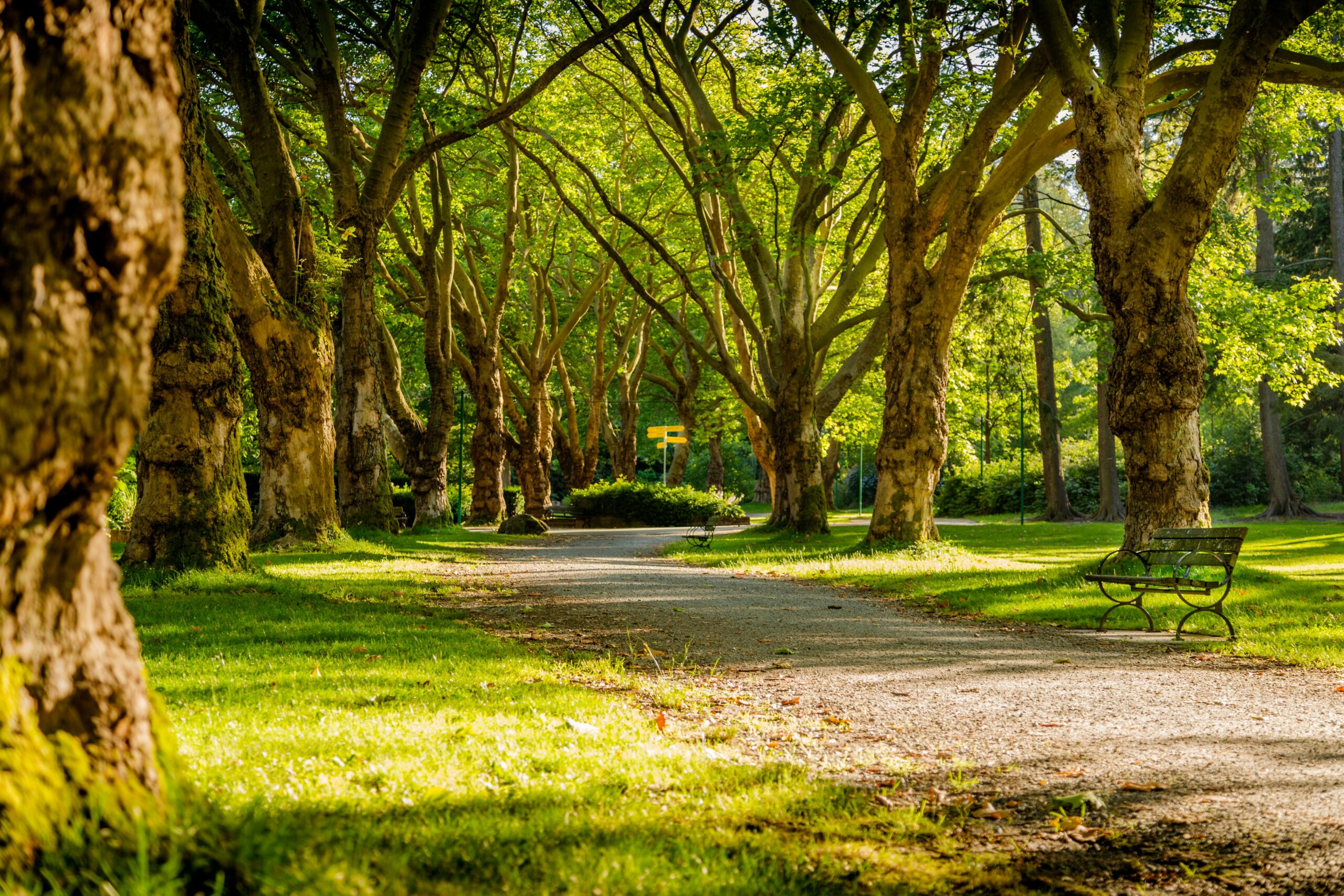 Paseo arbolado. Fotos de Mike Benna Unsplash